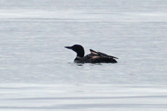 dorothy-1_OpenGallery-DSC01979-Common-Loon1
