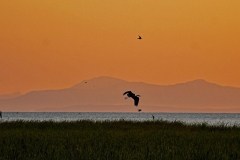 dorothy-2_OpenGallery-DSC02890-Herons-Swallows-at-Sunset2