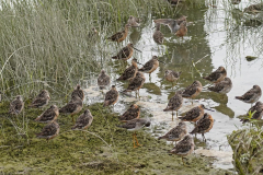 dorothy-3_OpenGallery-DSC03089-Dowitchers1
