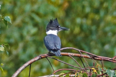 dorothy-4_OpenGallery-DSC03976-Belted-Kingfisher1
