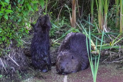 dorothy-5_OpenGallery-DSC03806-Beaver-its-young1