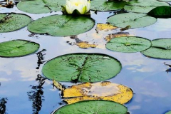 kirby-wang-20240721_110821FloralGrnIsLotus1-mpc-2