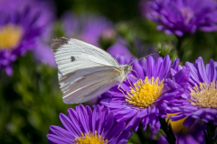 MG_4883-AngelaG