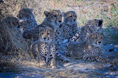 Brenda-Luciuk-AF-Cheetah-family