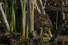 Brenda-Luciuk-Beaver-Brunch