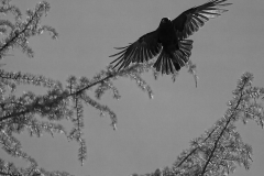 Brenda-Luciuk-Crow-3-BW