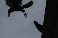 Brenda-Luciuk-Crows