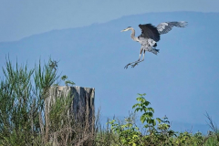 Brenda-Luciuk-Heron-Landing