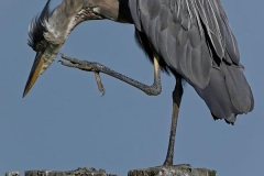 Brenda-Luciuk-Heron-Scratch