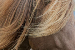 Brenda-Luciuk-Horse-Hair