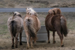 Brenda-Luciuk-Icelandic-Horses