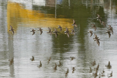 Brenda-Luciuk-JOWP-Dunlins