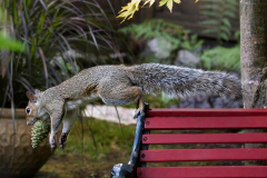 Brenda-Luciuk-Leap-of-Faith