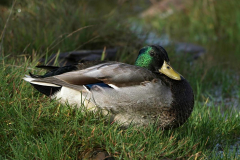 Brenda-Luciuk-M-Mallard