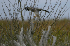 Brenda-Luciuk-Male-N-Harrier-2