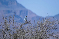Brenda-Luciuk-Pale-Chanting-Goshawk