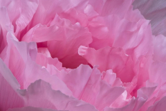 Brenda-Luciuk-Peony-4