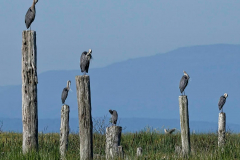 Brenda-Luciuk-Synchronized-Preening-1