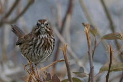 Brenda-Luciuk-TN-Song-Sparrow