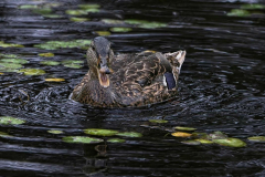 Brenda-Luciuk-VDG-Mallard