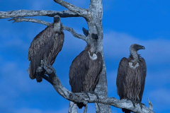 Brenda-Luciuk-White-Backed-Vultures