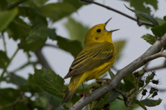 Brenda-Luciuk-Yellow-Warbler-2