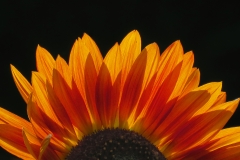 Brian G Phillips - BrianP_1_Sunflower Radiance