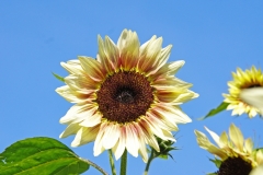 Dorothy Singleton - DSC08210 White Sunflower1