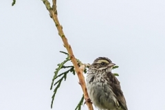 Chuck-Vaugeois-0005-Birds