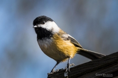 Chuck-Vaugeois-0006-Birds