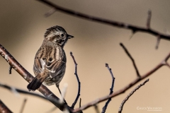Chuck-Vaugeois-0007-Birds