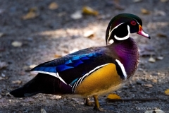 Chuck-Vaugeois-0008-Birds