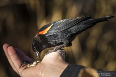 Chuck-Vaugeois-0009-Birds