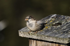 Chuck-Vaugeois-0010-Birds