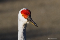 Chuck-Vaugeois-0014-Birds