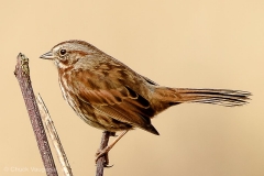 Chuck-Vaugeois-0020-Birds
