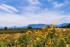 Chuck-Vaugeois-0001-FloraFauna