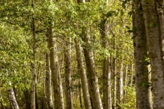 Chuck-Vaugeois-0002-Landscapes