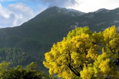 Chuck-Vaugeois-0004-Landscapes