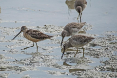 DSC07910-Dowitchers1-Dorothy