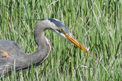 Dorothy-Singleton-DSC03235-Juvie-GBH-with-fish2
