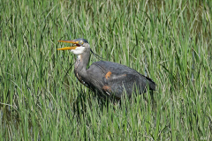 Dorothy-Singleton-DSC03252-Great-Blue-Heron-with-fish1