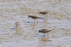 Dorothy-Singleton-DSC06368-Dunlins1