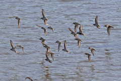 Dorothy-Singleton-DSC06380-Western-Sandpipers-Dunlins1