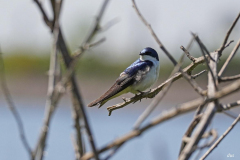 Dorothy-Singleton-DSC06526-Tree-Swallow2