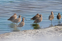 Dorothy-Singleton-DSC06626-Short-billed-Dowitchers1