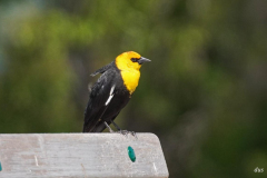 Dorothy-Singleton-DSC06820-Yellow-headed-Bklackbird1