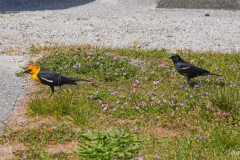 Dorothy-Singleton-DSC06841-YH-RW-Blackbirds1