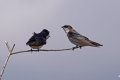 Dorothy-Singleton-DSC06967-Tree-Swallows1