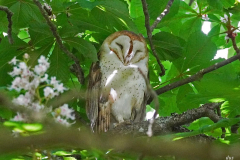 Dorothy-Singleton-DSC07110-Barn-Owl2